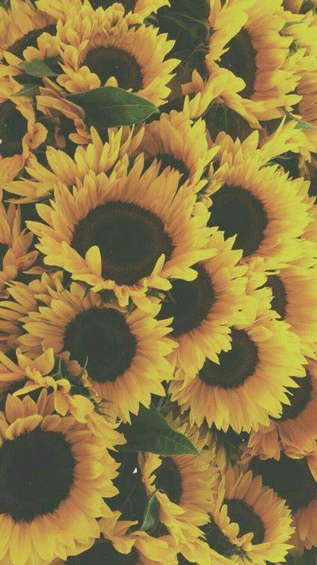 Porquê eu amo🌻❤