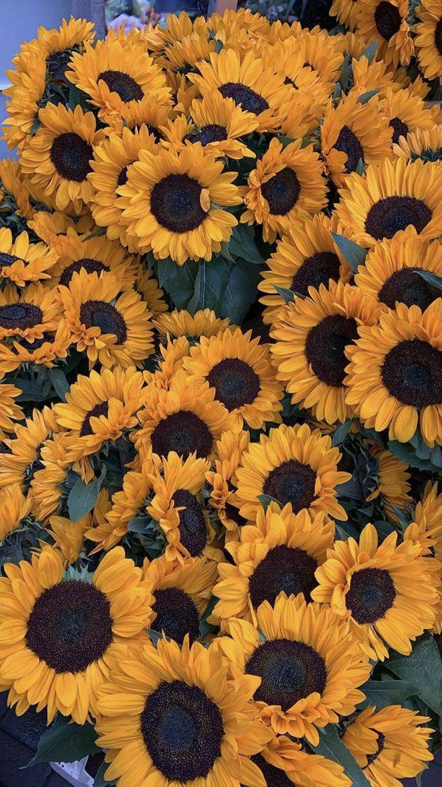 🌻🌻🌻