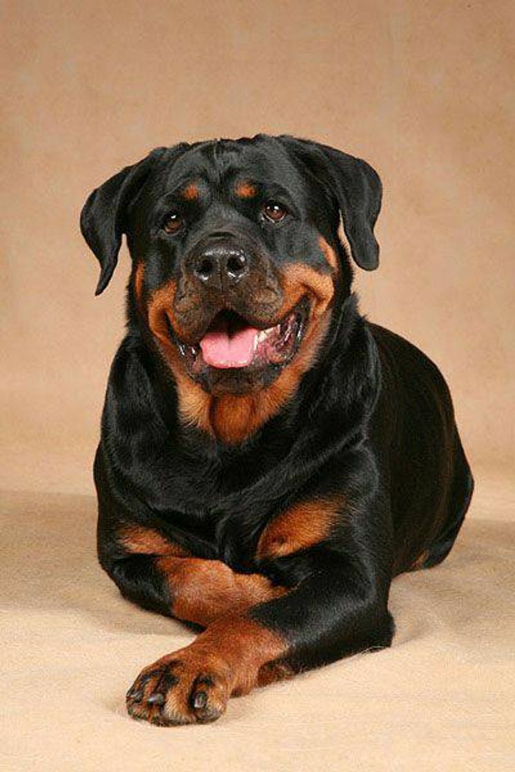 Fashion Rottweiler 