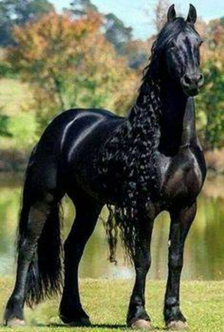 Fashion Cavalo