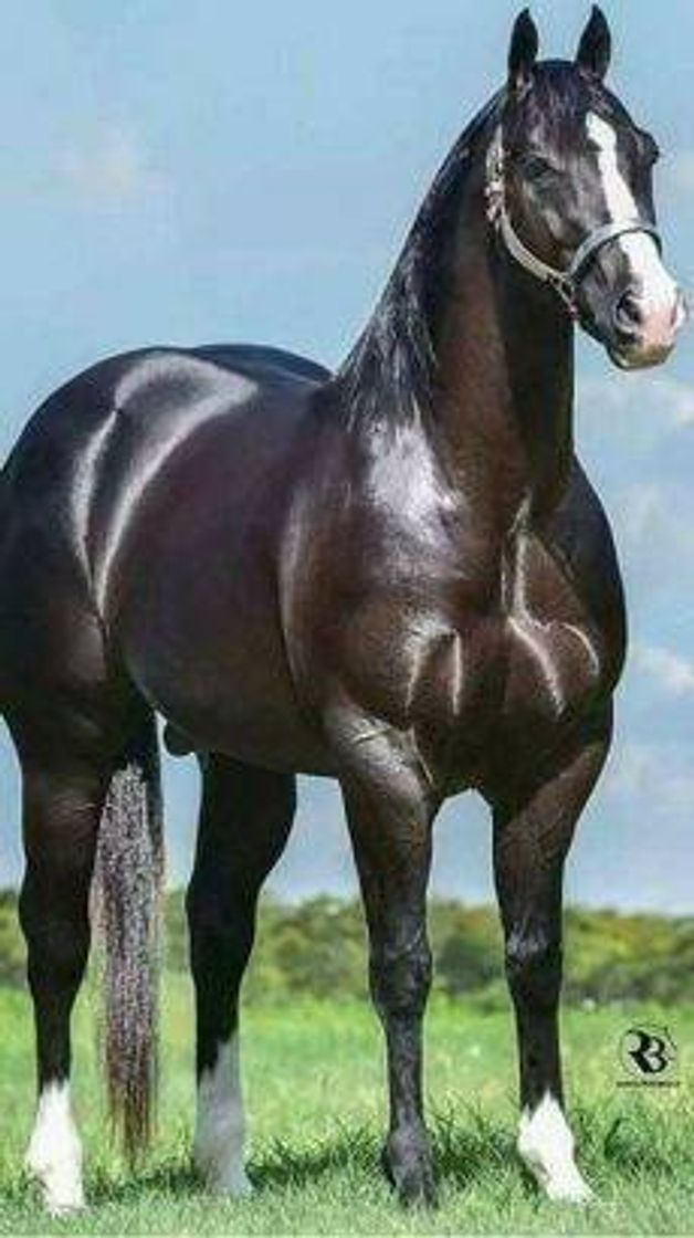 Fashion Cavalo raro