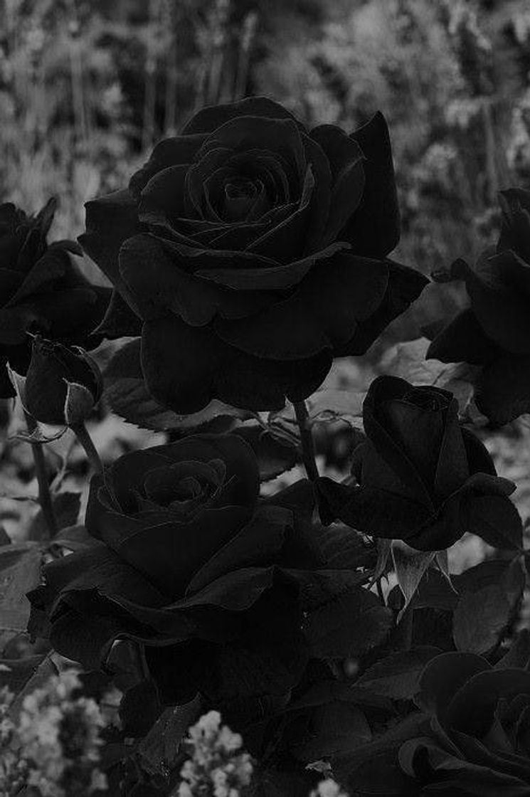 Fashion Black Roses 🌹🖤