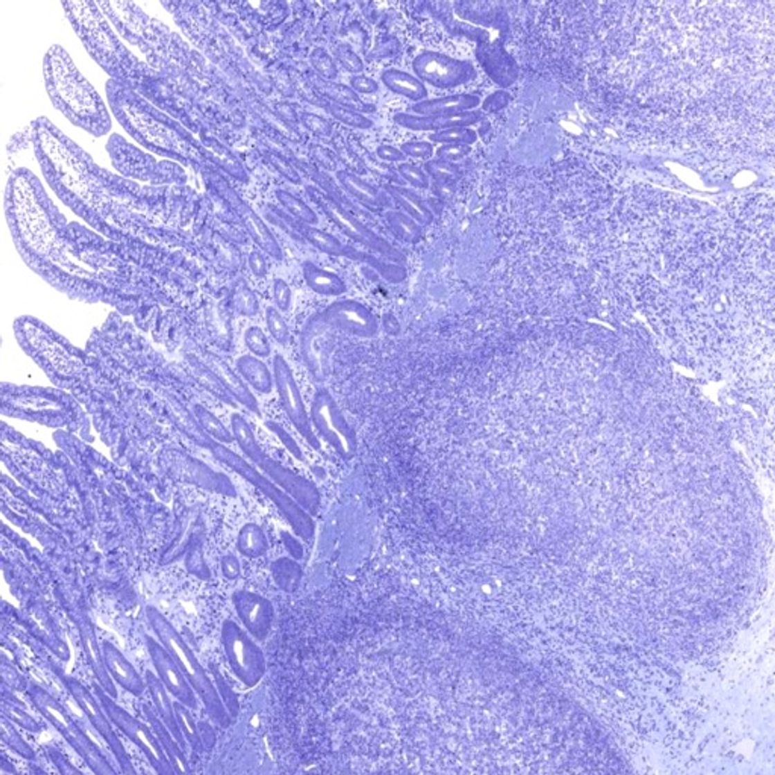 App AnatLab Histology