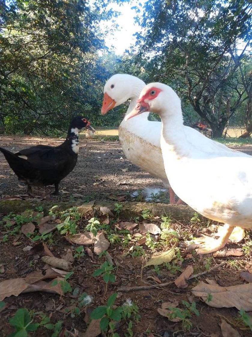 Lugar Parque Ecológico Murilo Ferreira Carnicelli