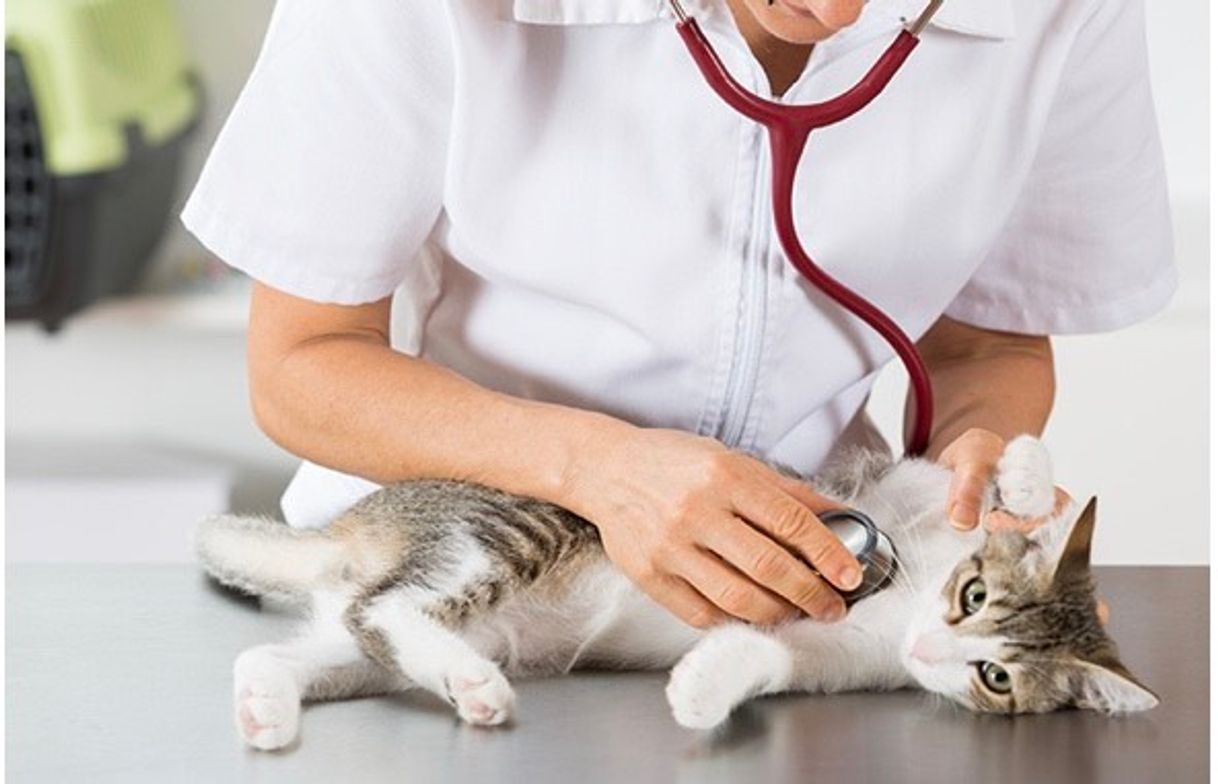 Fashion Sempre levar os gatinhos ao veterinário 