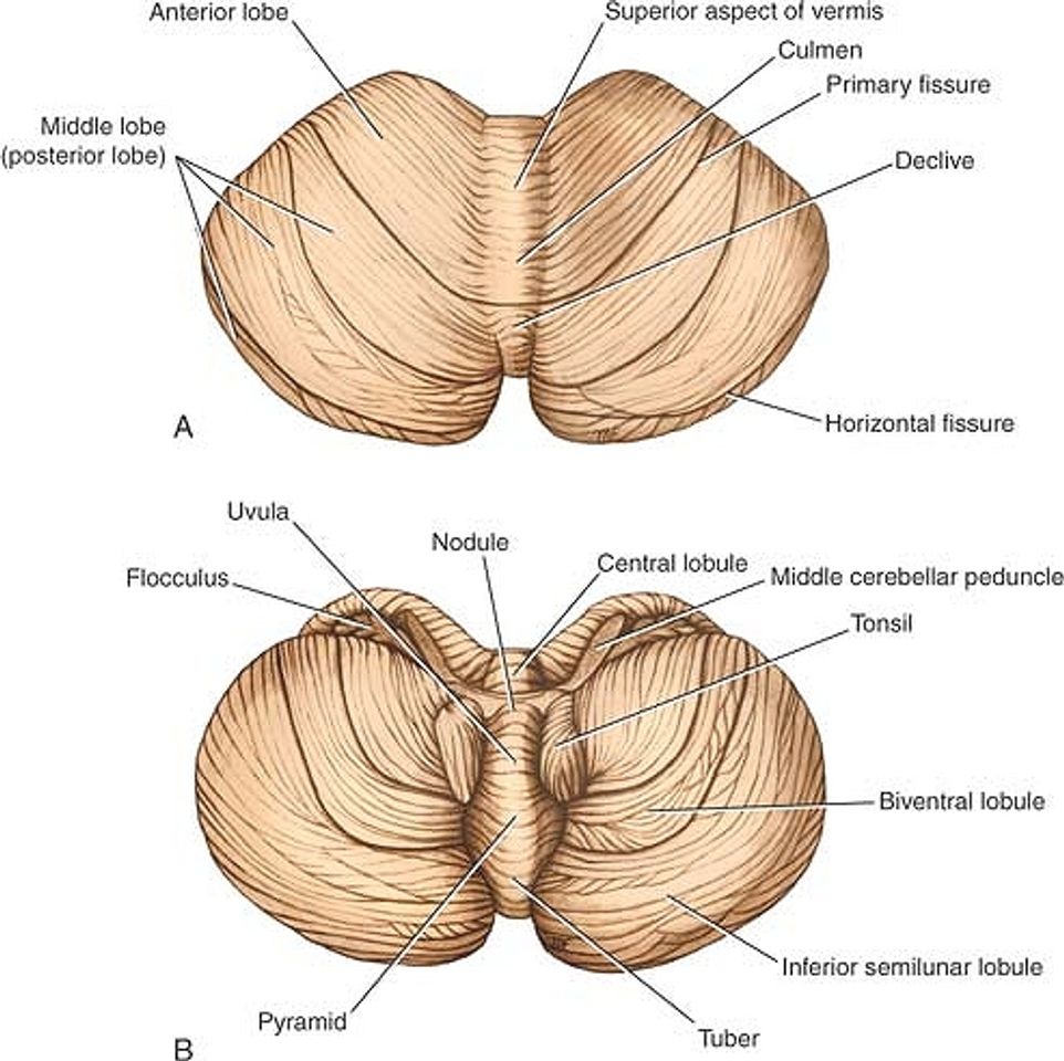 Moda Cerebelo