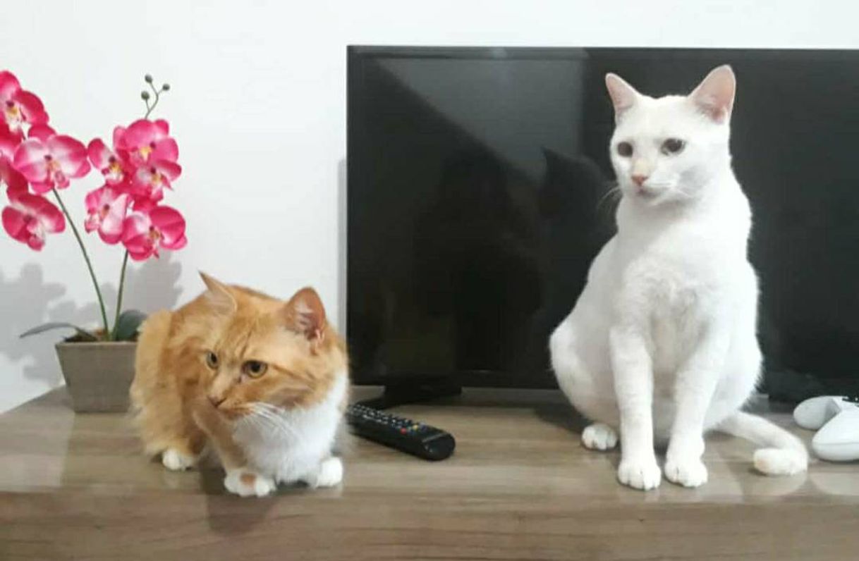 Social Cats