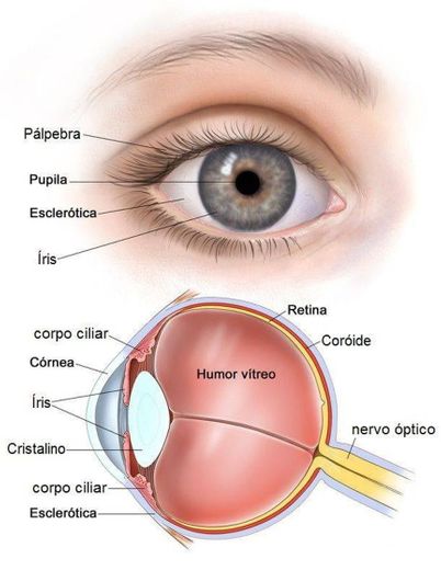 Manual completamente completo sobre o olho humano 