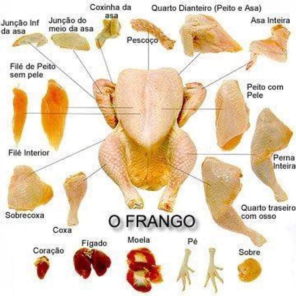 Fashion PARTES DE UM FRANGO 