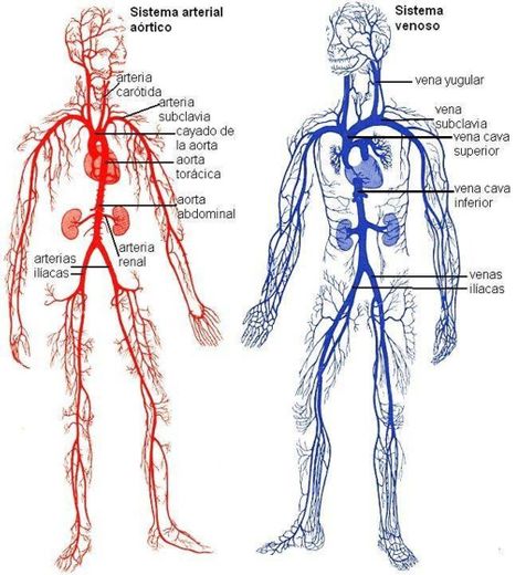 Sistema venoso e sistema arterial aórtico 