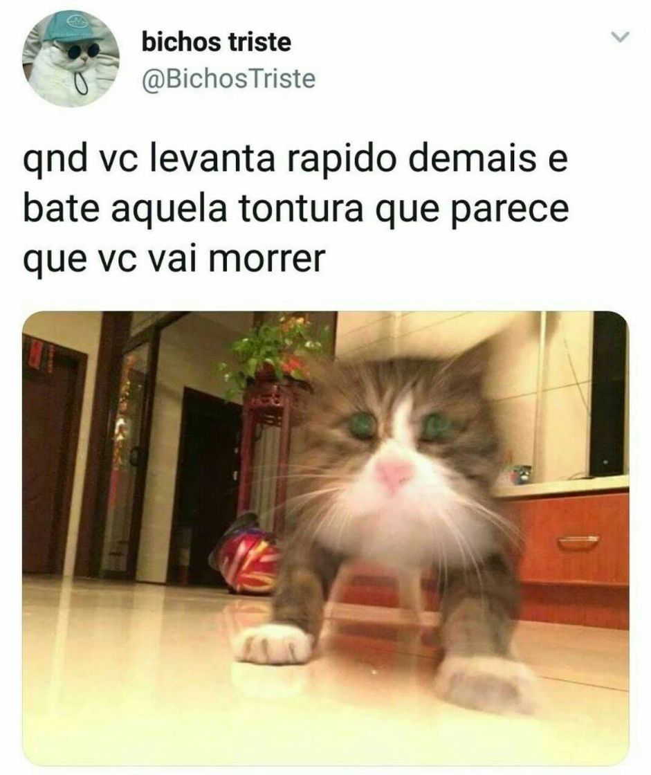Social Memes