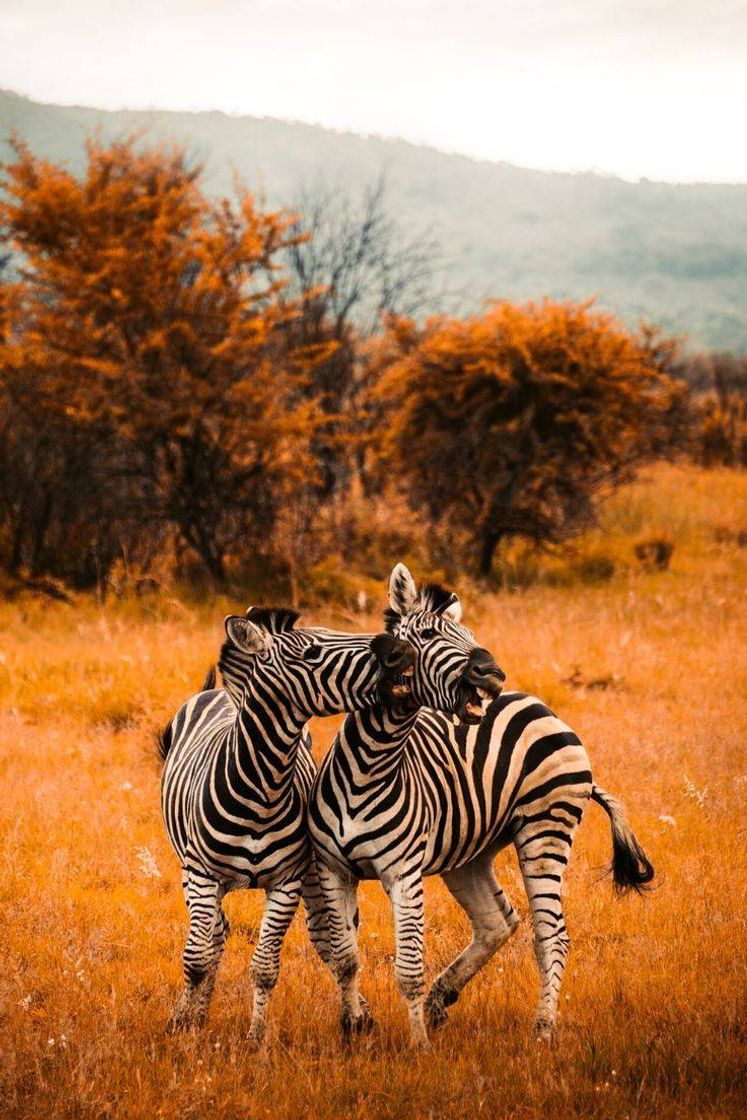 Social Casal de zebras