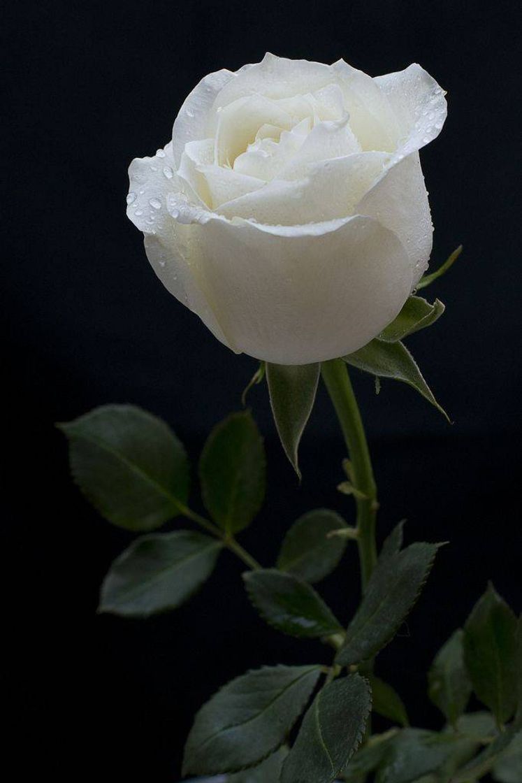 Social Fui arrancado da minha família mas mesmo assim sou feliz