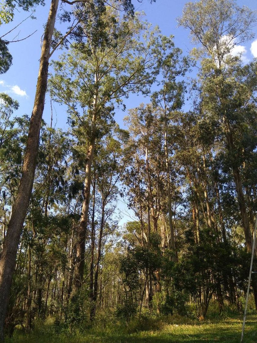 Fashion Foto do céu azul entre as árvores ☁️🌳☁️