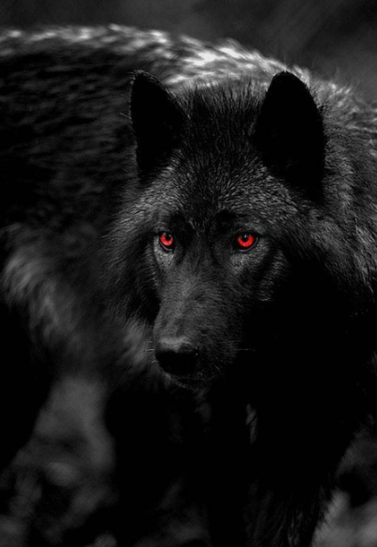 Social Lobo