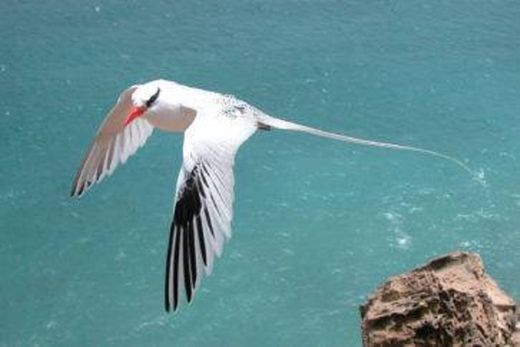 Gongon - Aves Marinhas de Cabo Verde