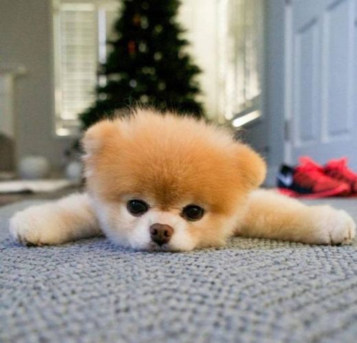 Boo - cachorro mais fofo do mundo 😍❤️
