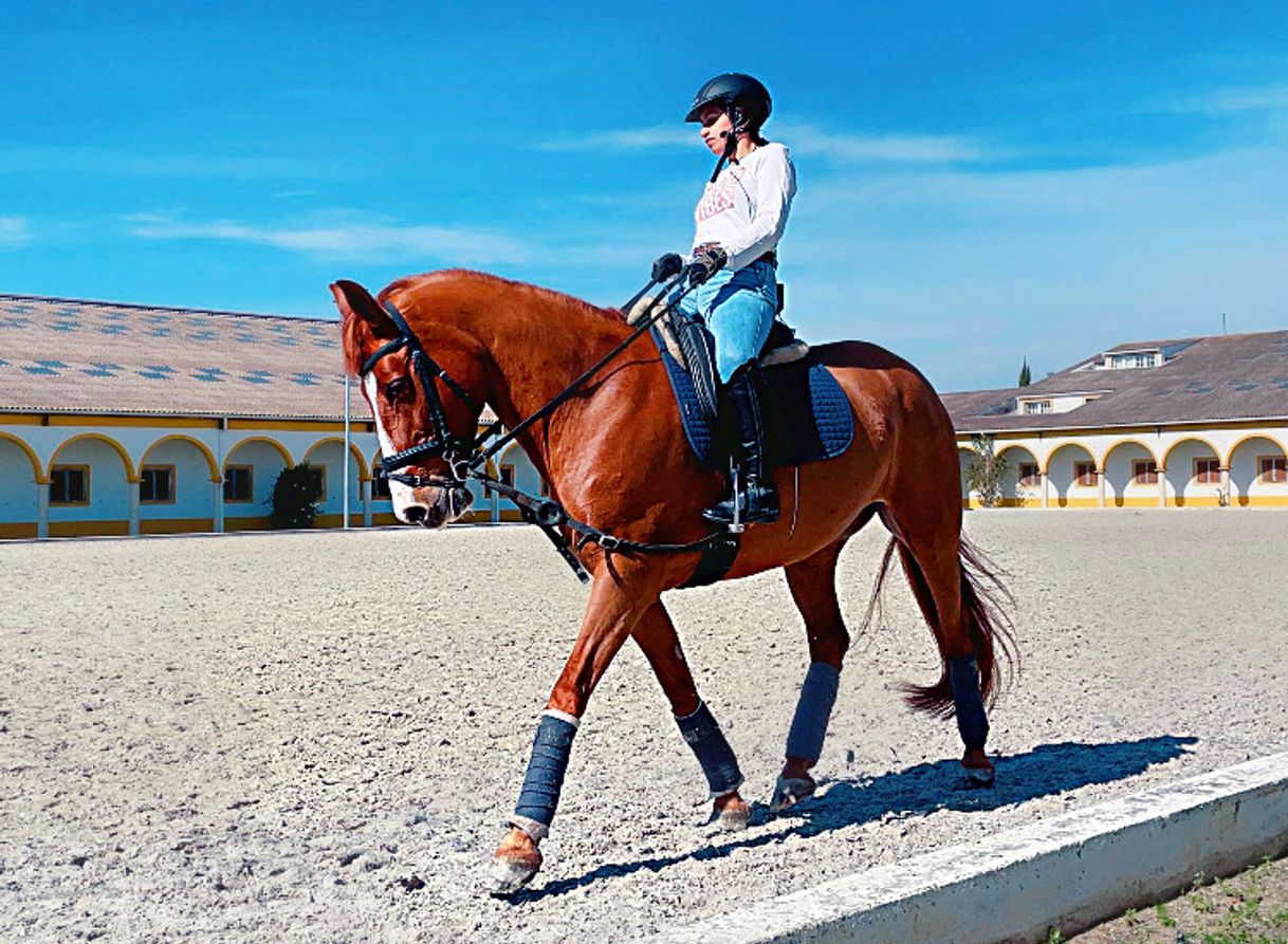 Lugar Academia Dressage Portugal