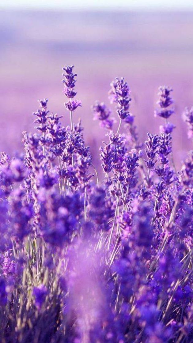 Moda Lavanda