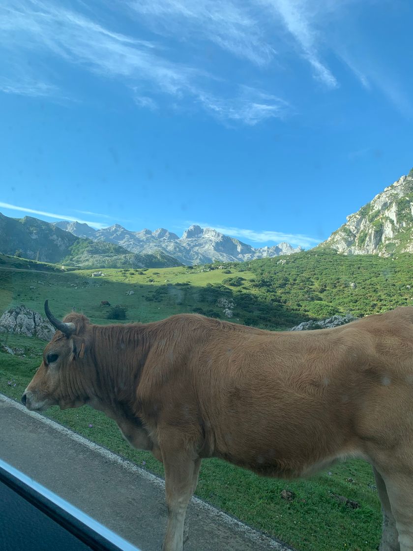 Lugar Picos de Europa National Park