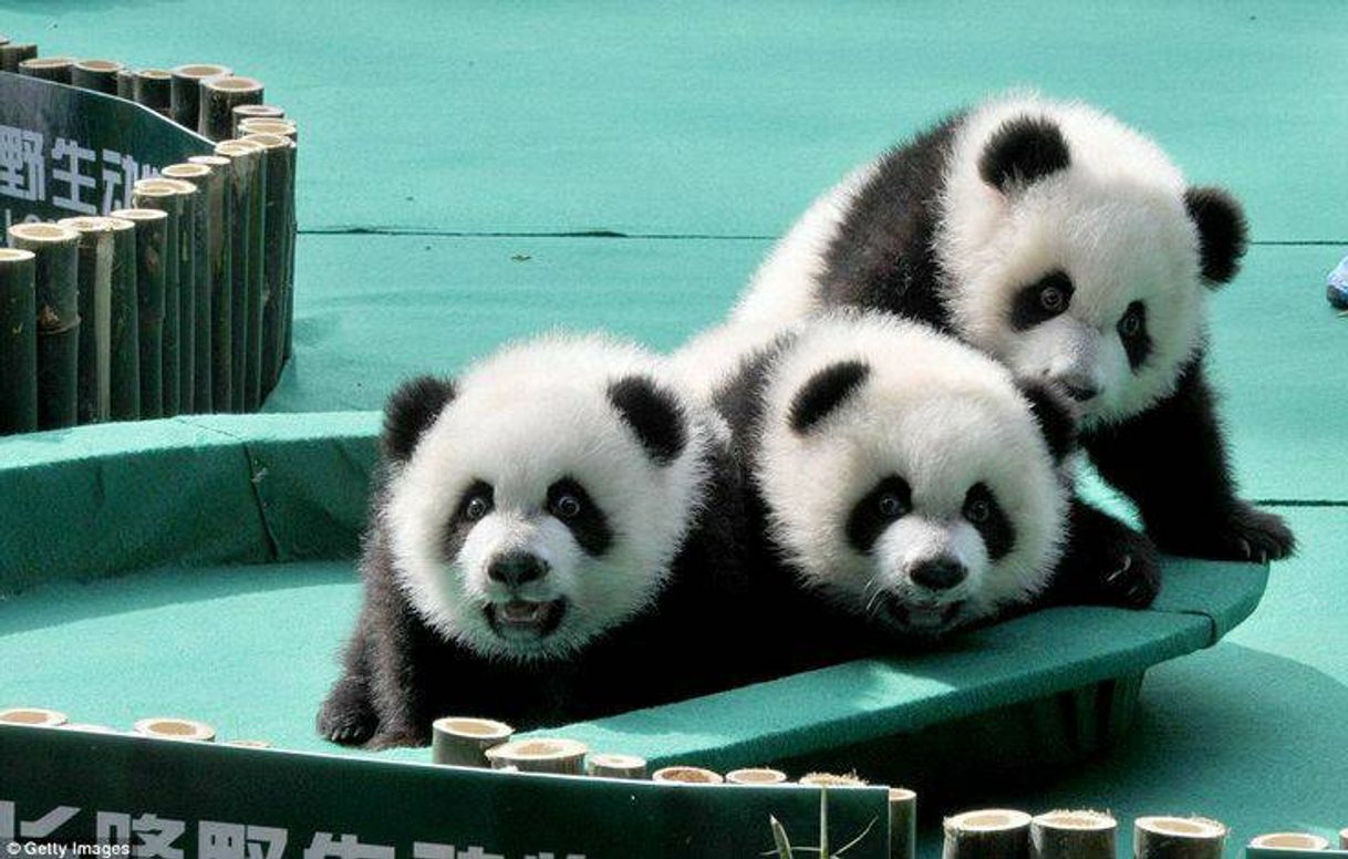 Fashion 🐼pandas 💖