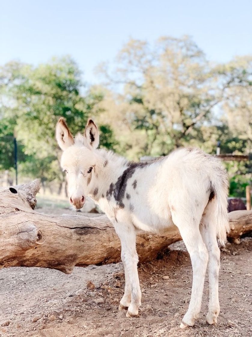 Moda Mini Donkeys 🐴