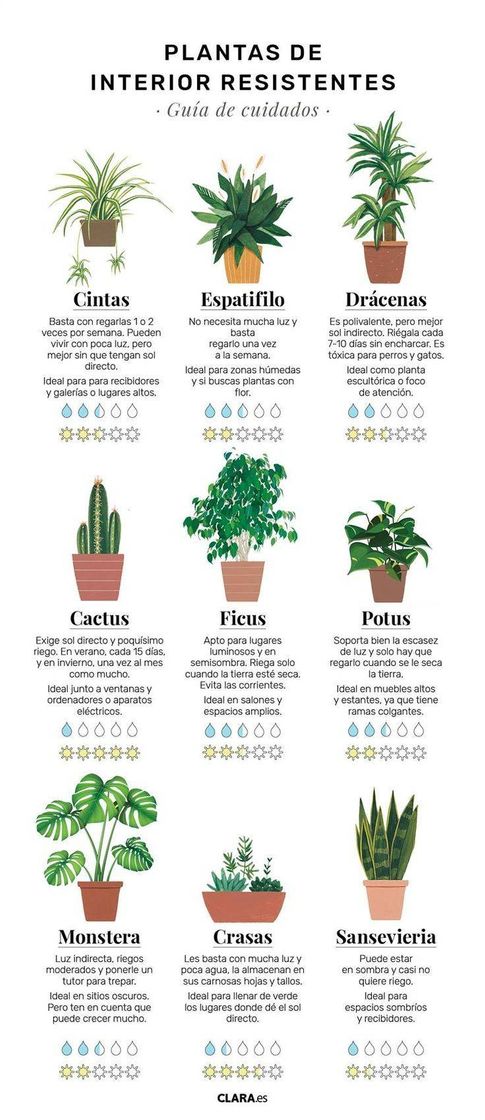 Fashion Plantas interiores