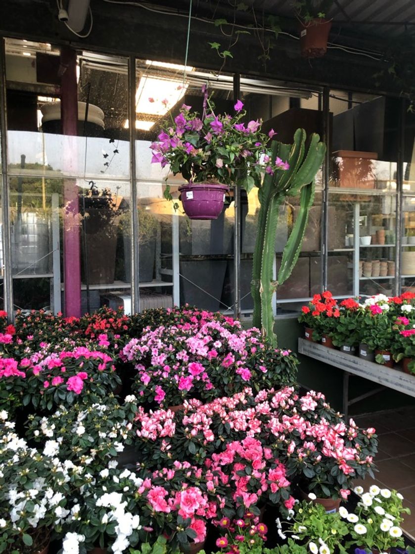 Lugar Conillas Garden Center