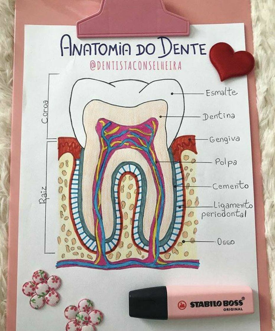 Moda ANATOMIA DO DENTE 