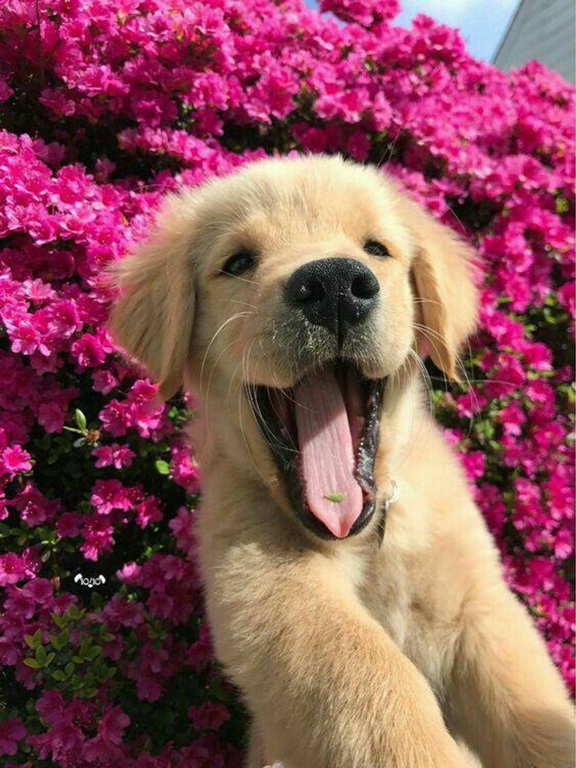 Fashion Um sorriso de um doguíneos em meio às flores! 🐶