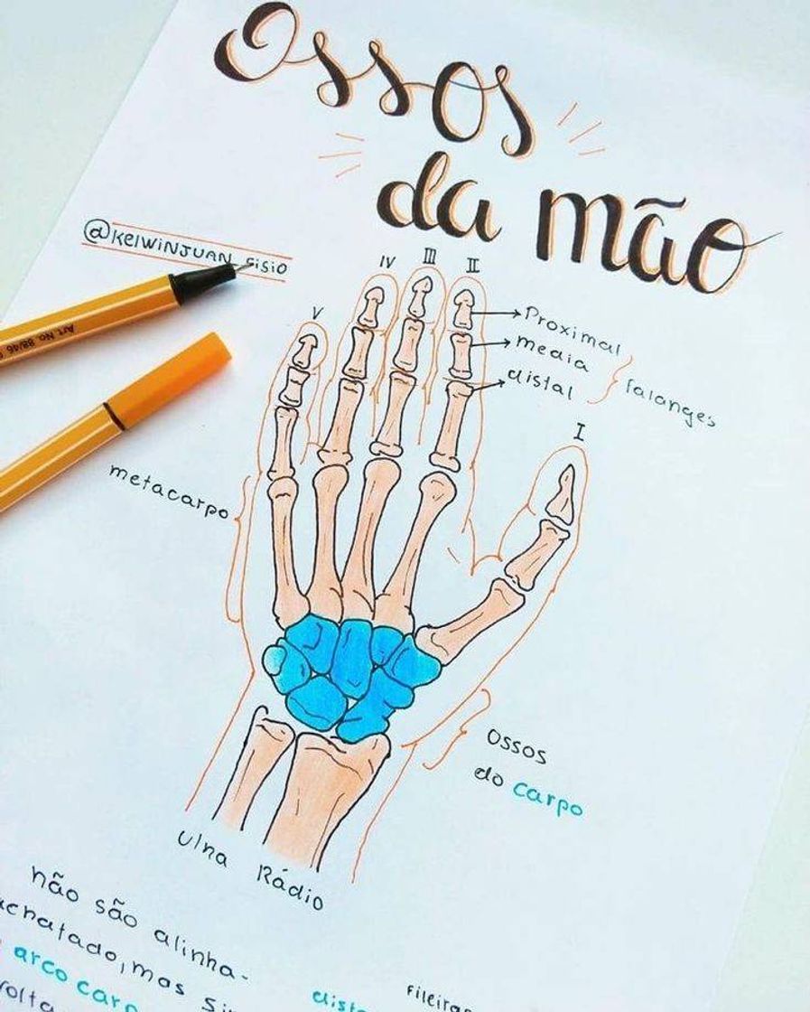 Moda Anatomia óssea da Mão