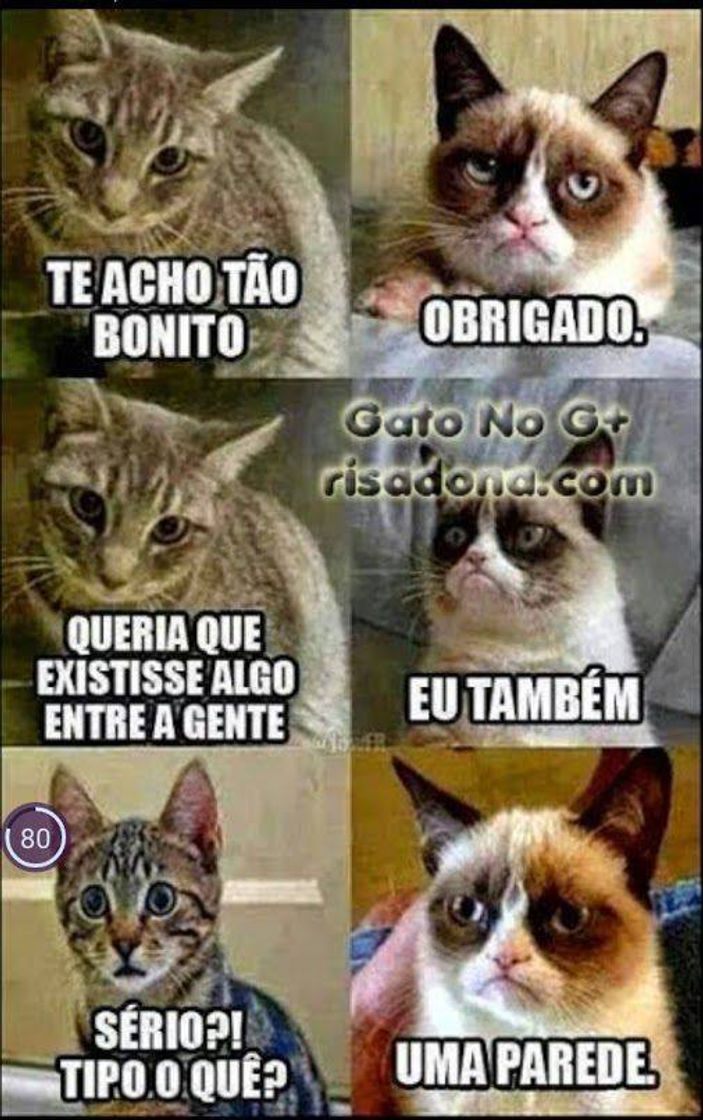 Fashion Memes de gatinhos