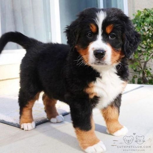 Bernese 🖤