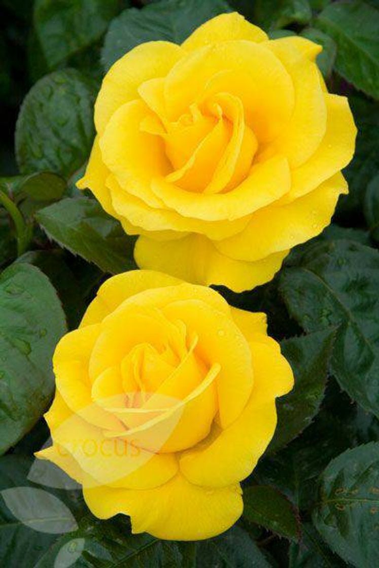 Moda Yellow roses