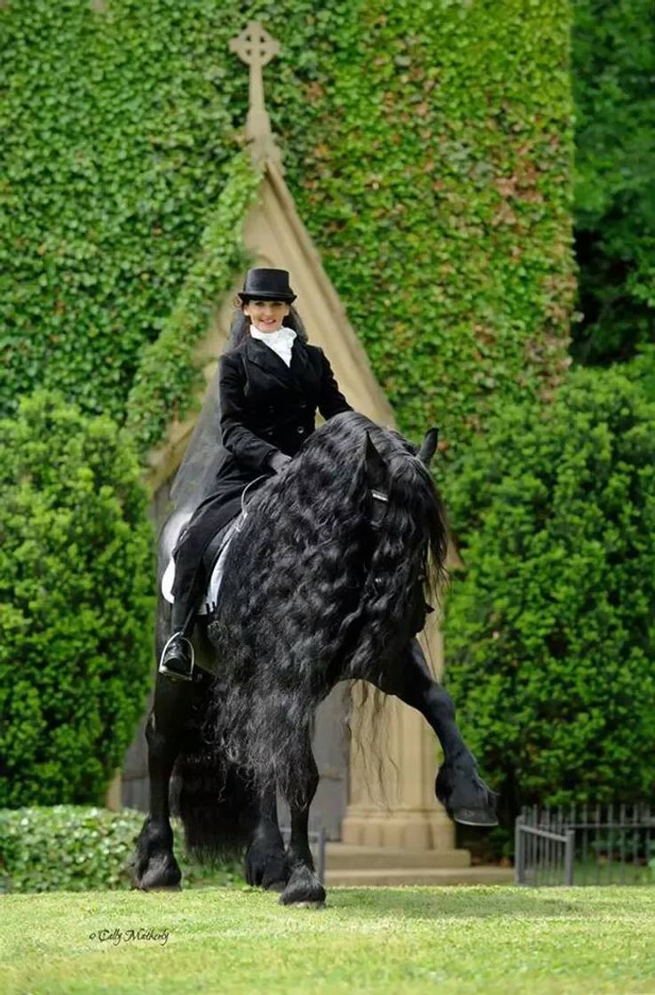 Social Cavalos mais lindo 
