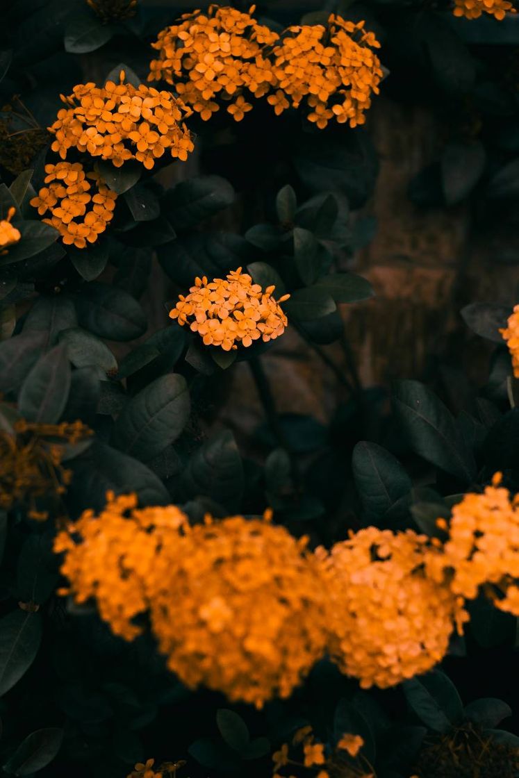 Fashion Flores amarelas em composição 