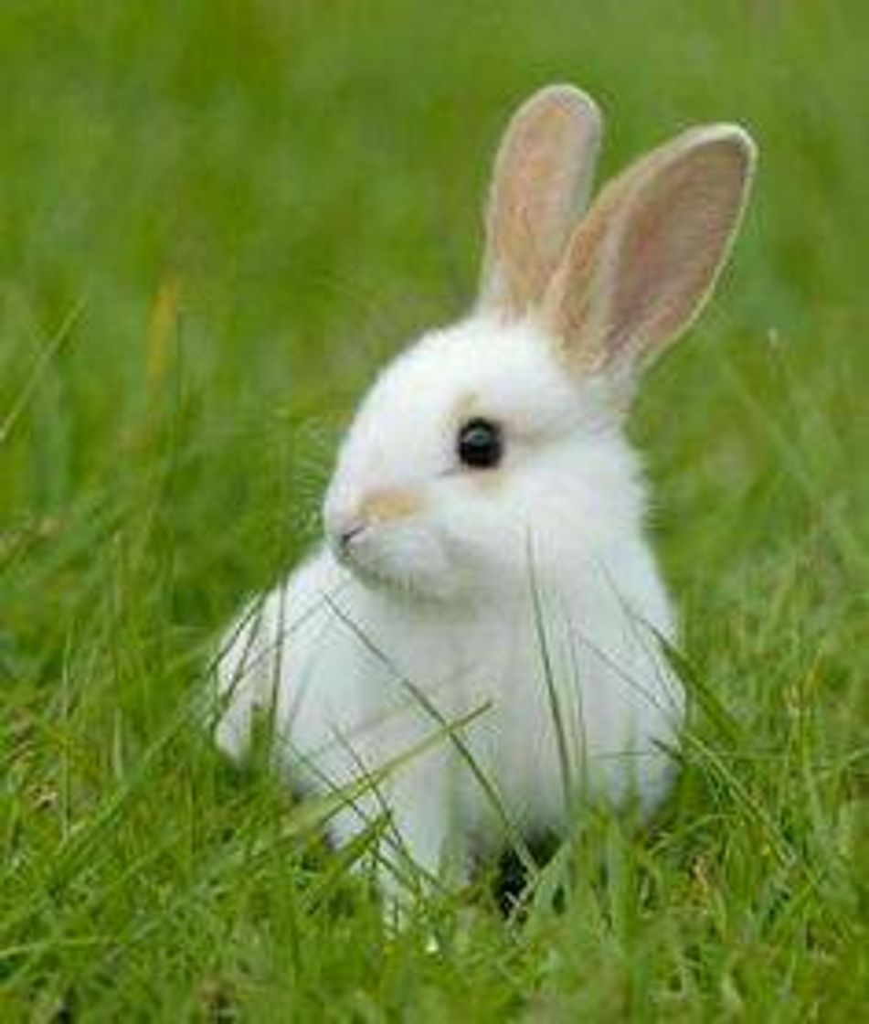 Social Rarararabbit 🐰