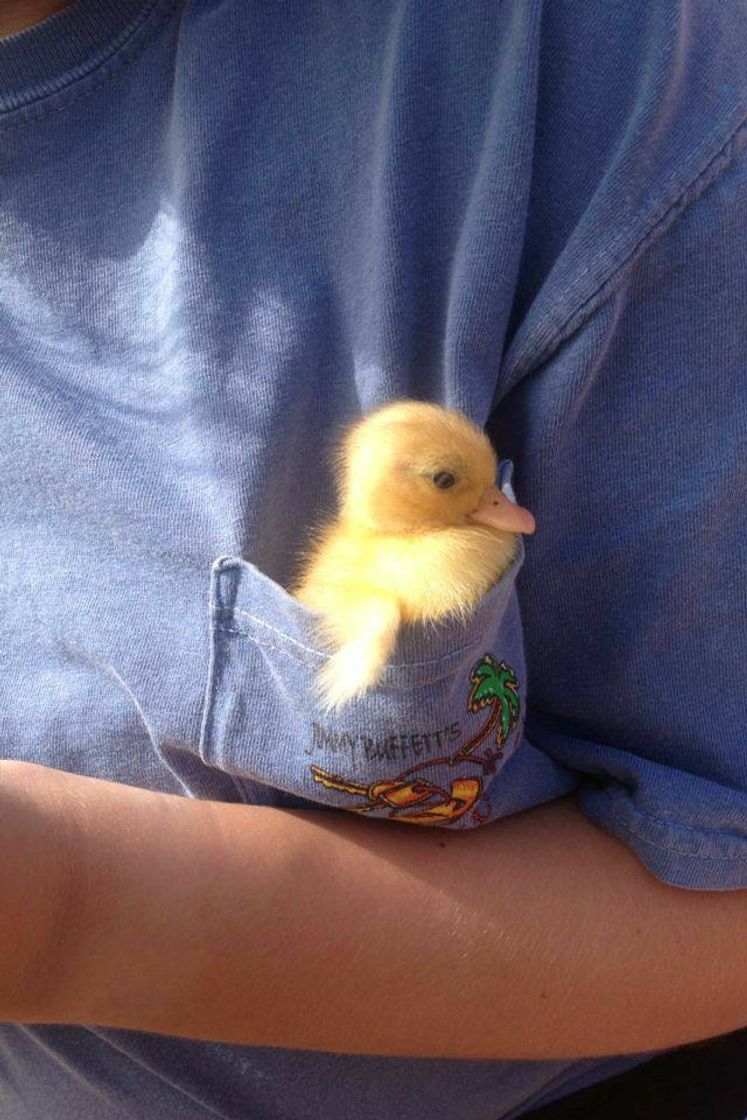Social Cuak 🦆