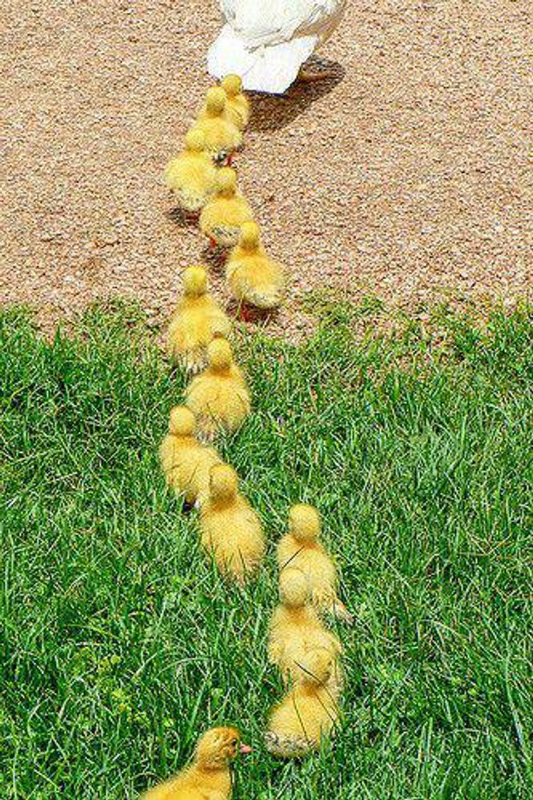 Social Pequeños patos patitos