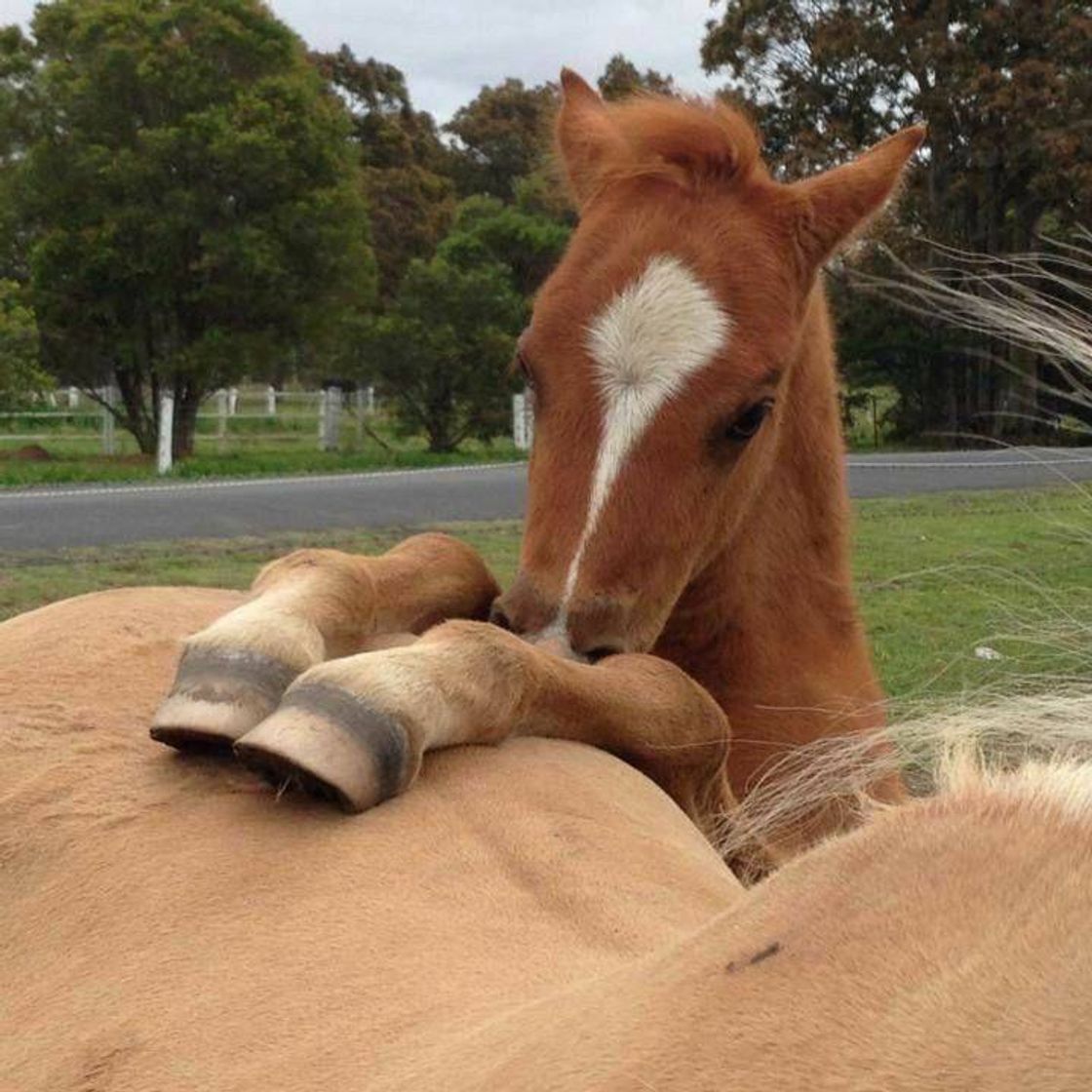 Social Horse horse horse 🐎