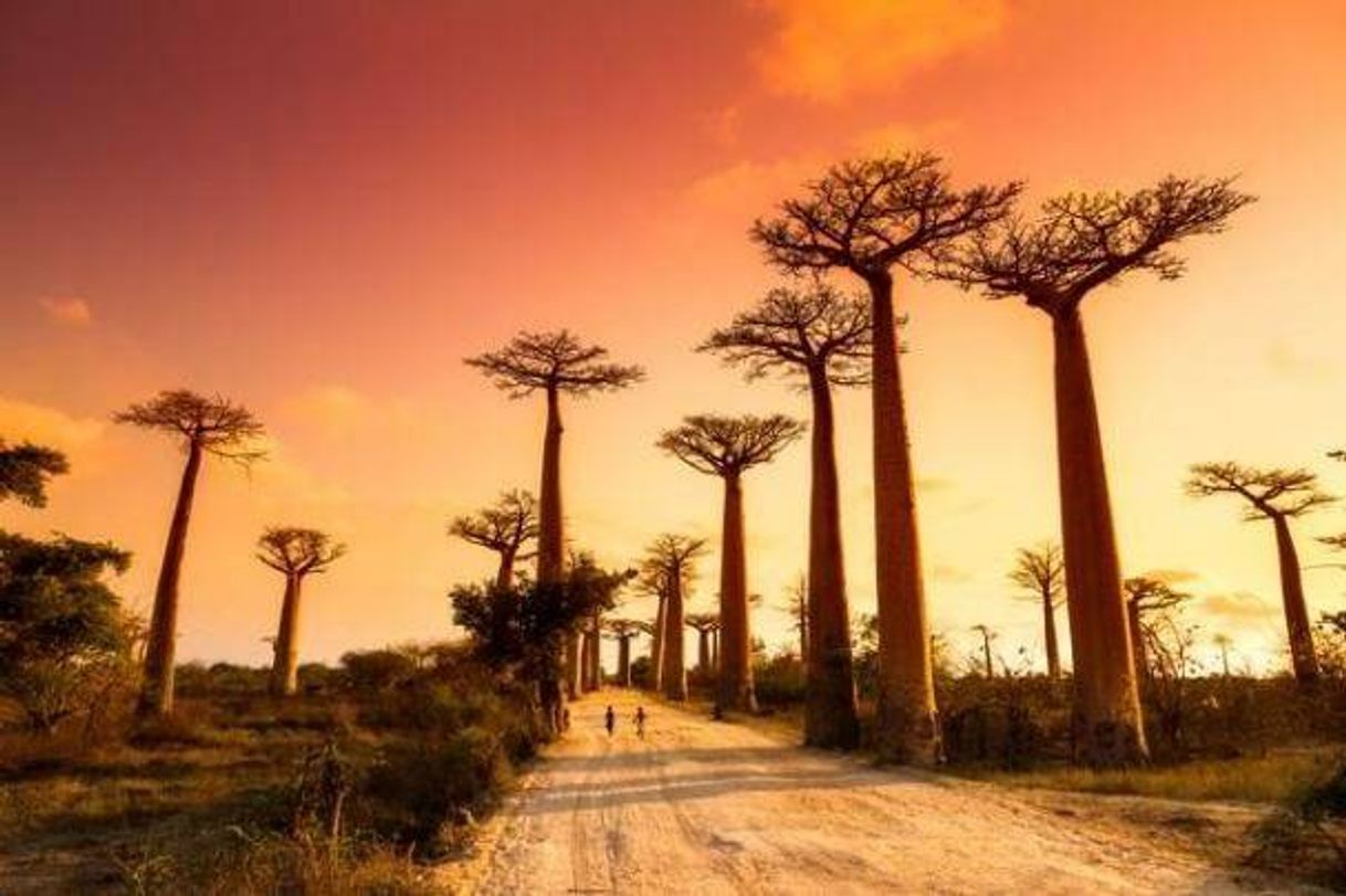 Place Avenue of the Baobabs