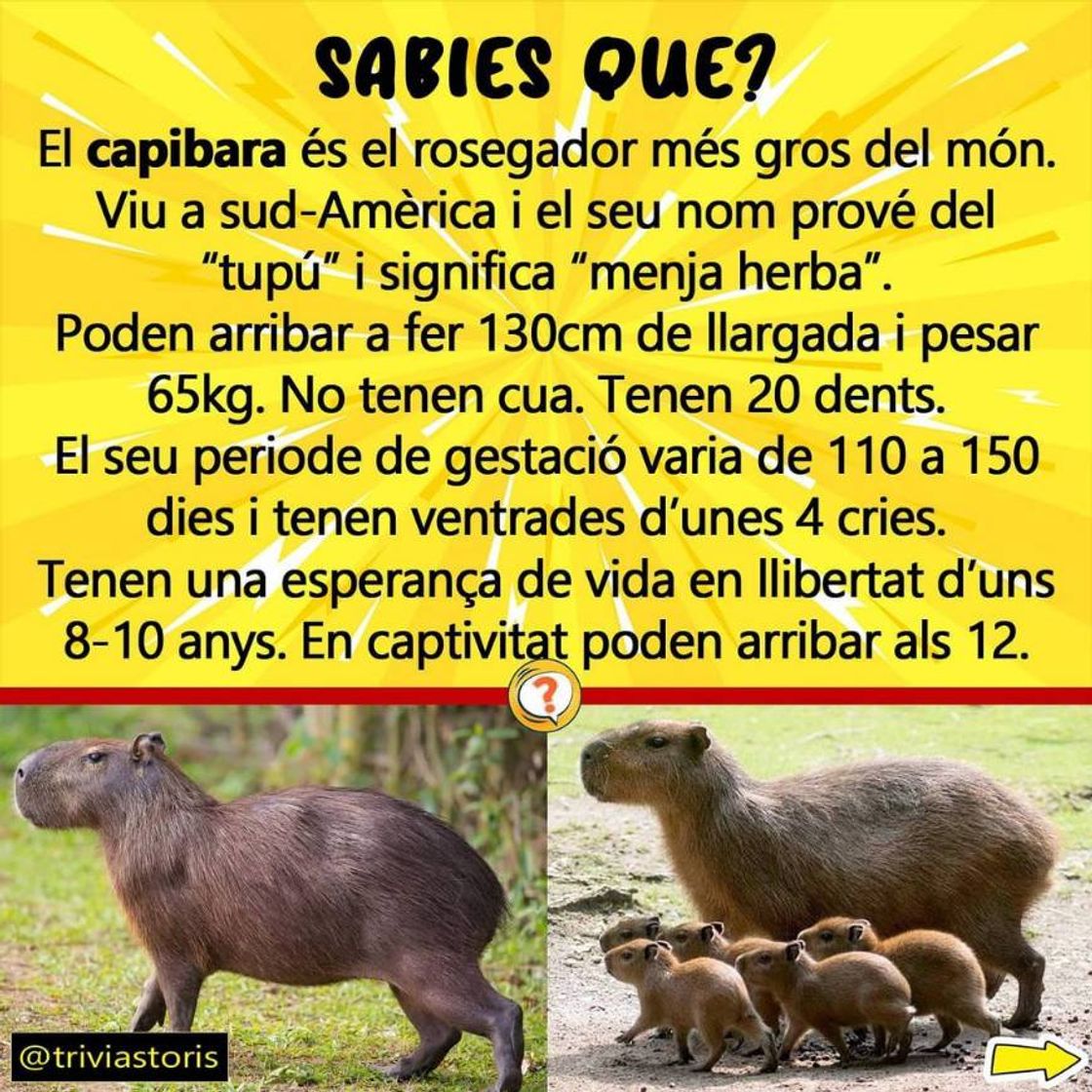 Social El capibara