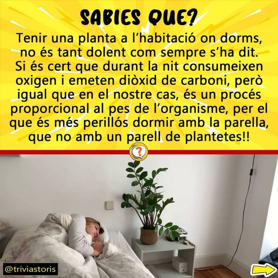 Social Dormir amb plantes a l'habitació