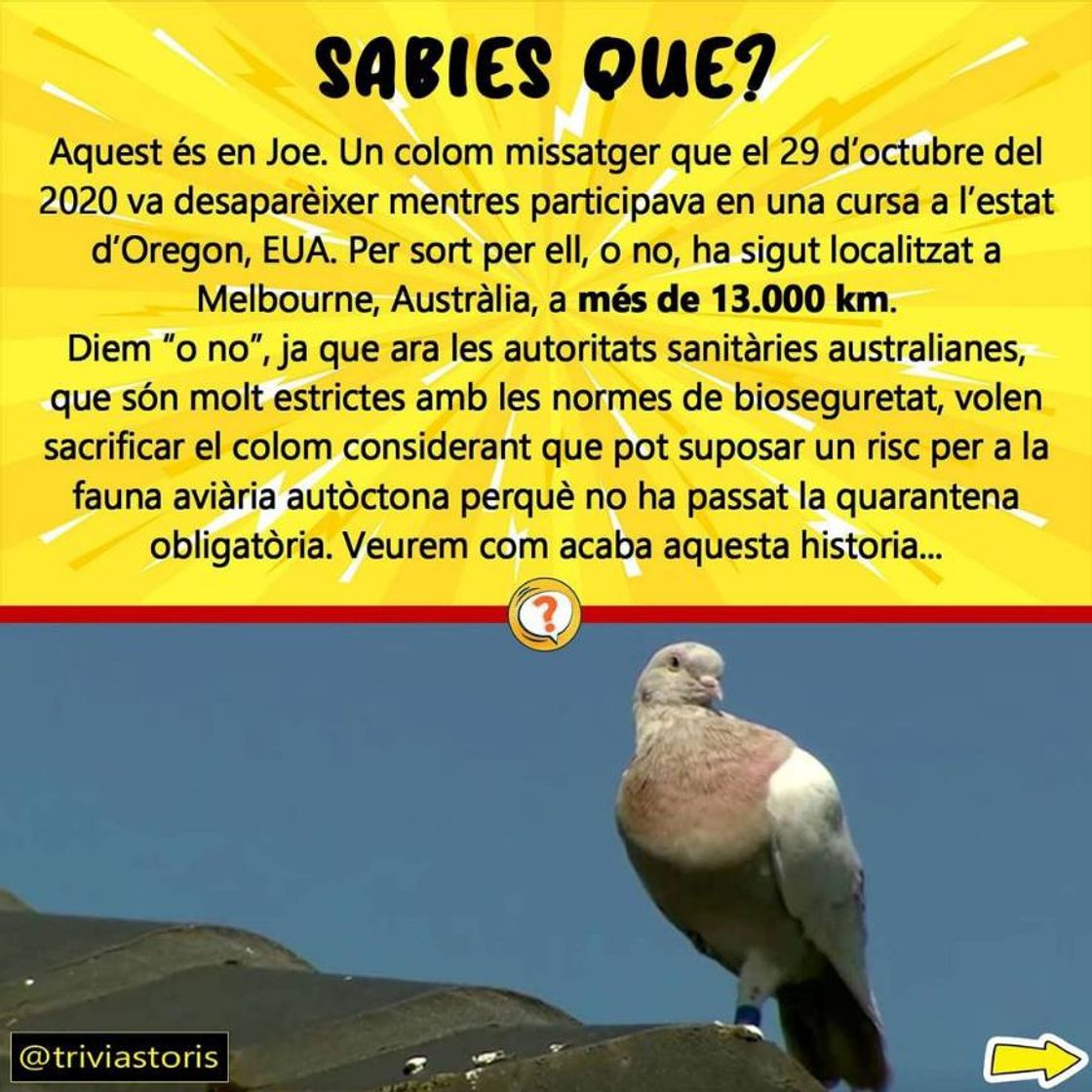 Social El viatge d'en Joe