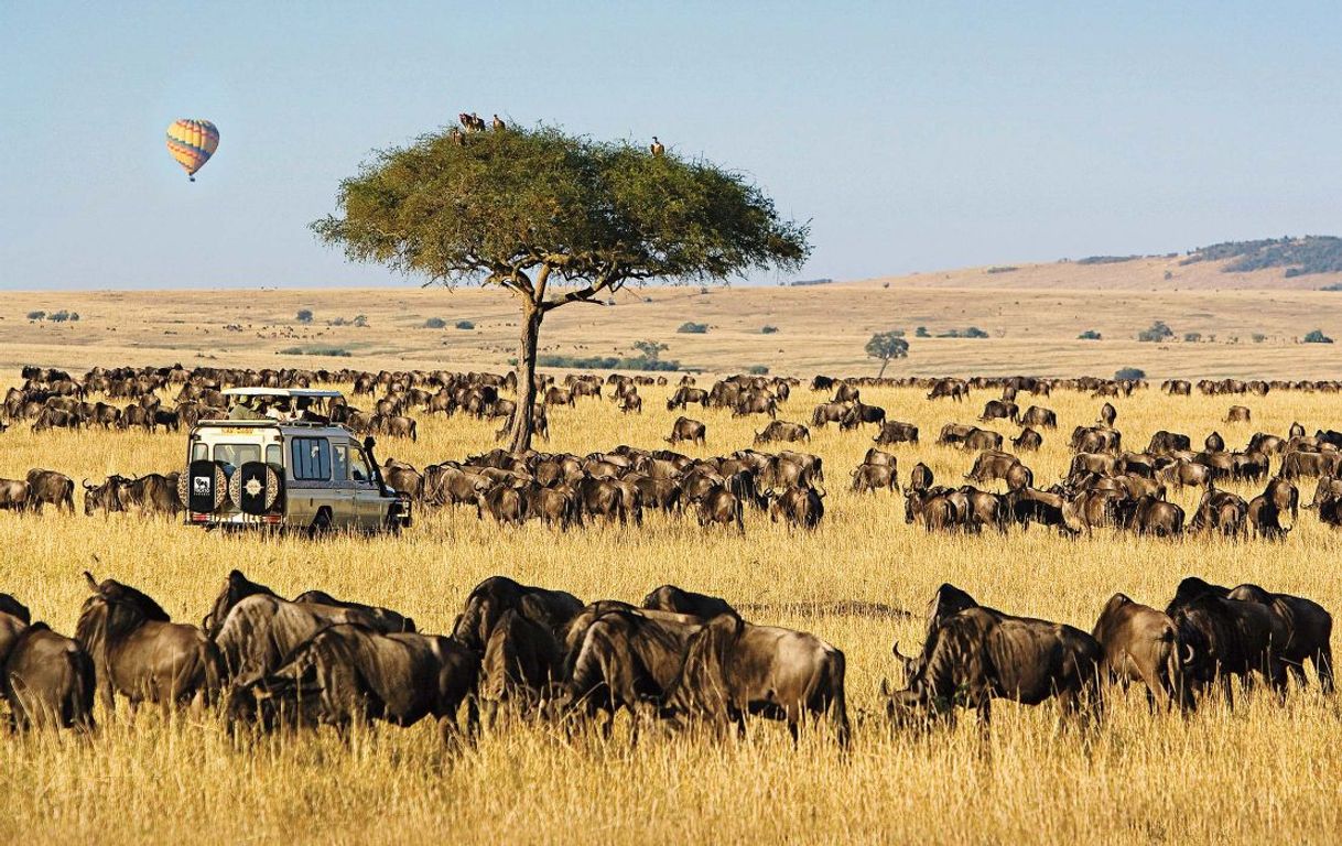 Place Masai Mara National Reserve