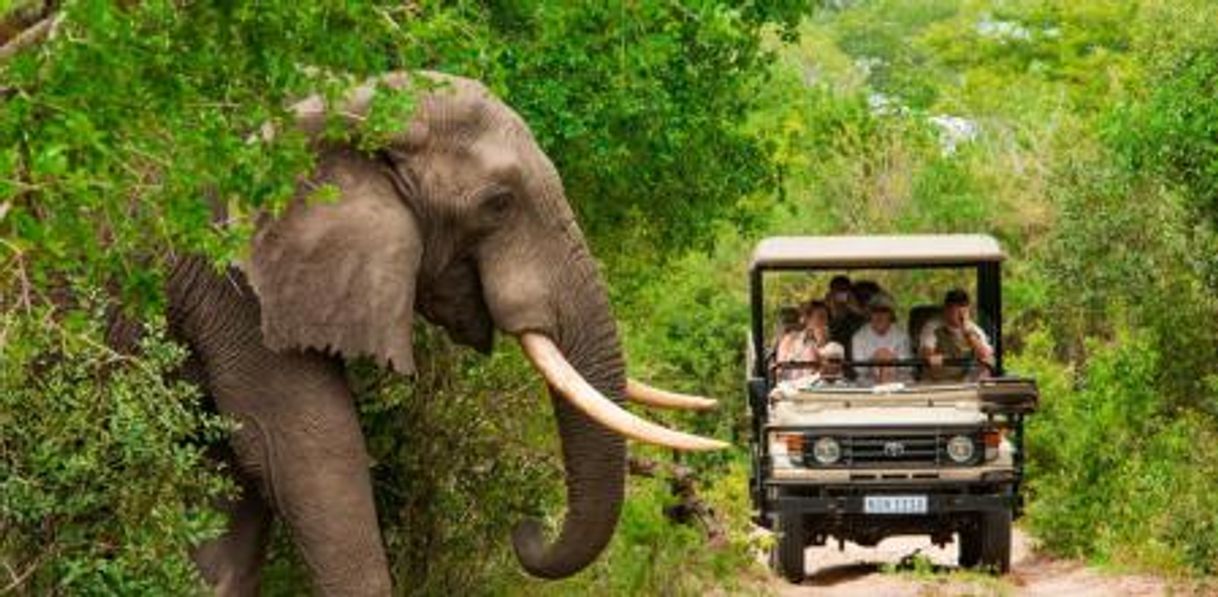 Lugar Parque nacional Kruger