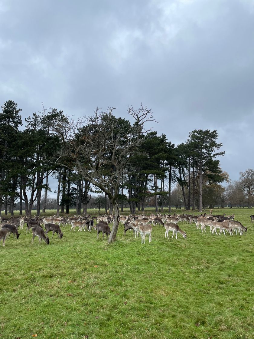 Lugar Phoenix Park