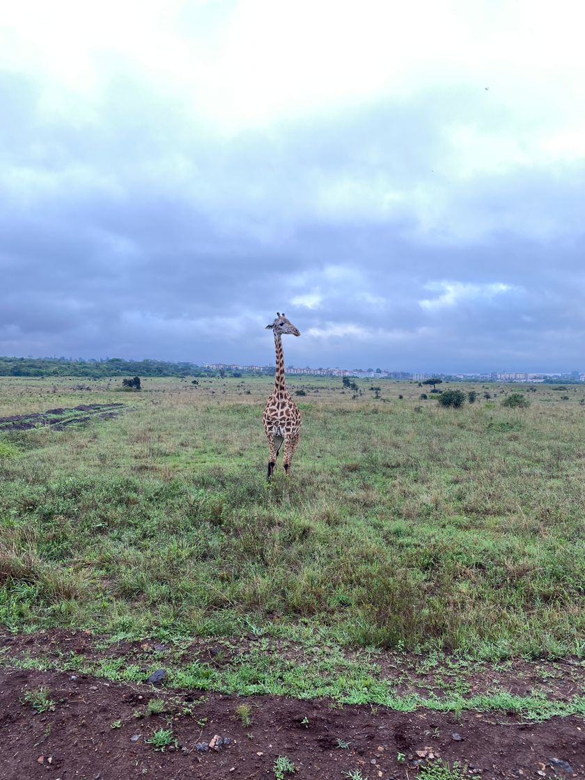 Lugar Nairobi National Park Main Gate