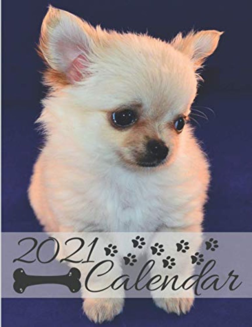 Libros chihuahua calendar 2021: Perfect for schedule your appointments and daily activities (Notes