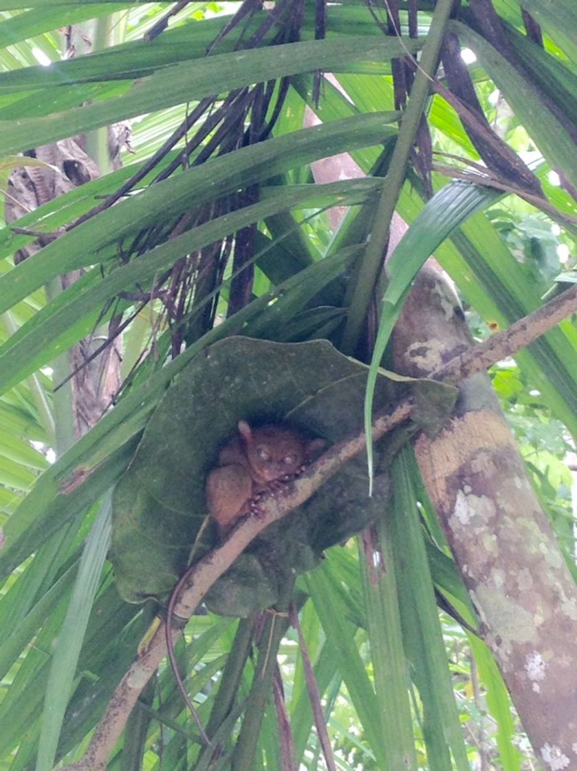 Lugares Philippine Tarsier Sanctuary